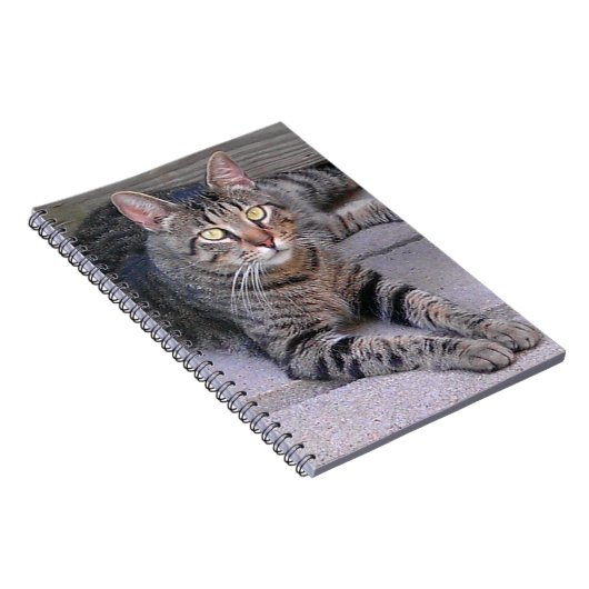 Carnet Tabby Chat Brown à l'extérieur (Côté Droit)