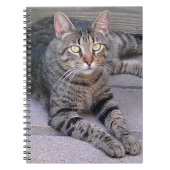 Carnet Tabby Chat Brown à l'extérieur (Devant)