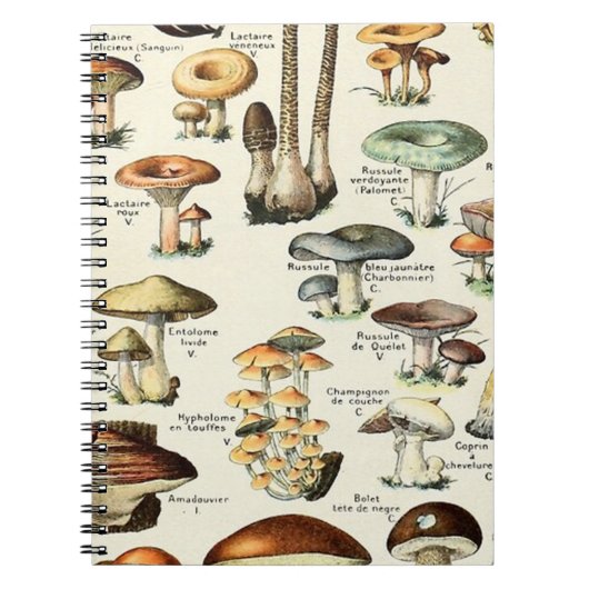 Carnet Tableau vintage des champignons comestibles (Devant)