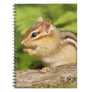 Carnet Tamia pelucheuse adorable de bébé