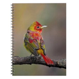 Carnet Tangara écarlate en mue - Photographie originale
