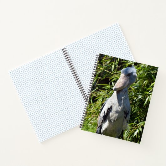 Carnet Taupe (Balaeniceps rex) (Intérieur)