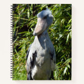 Carnet Taupe (Balaeniceps rex) (Devant)