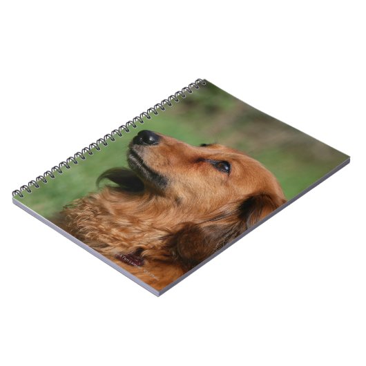 Carnet Teckel miniature aux cheveux longs 2 (Côté gauche)