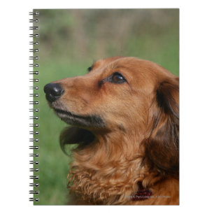Carnet Teckel miniature aux cheveux longs 2