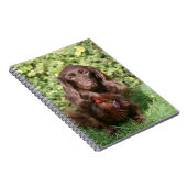 Carnet Teckel miniature aux cheveux longs Brown (Côté Droit)