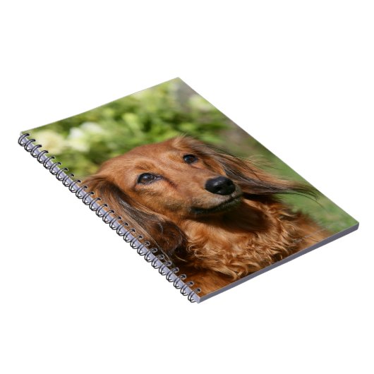 Carnet Teckel miniature aux cheveux longs rouge (Côté Droit)