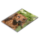 Carnet Teckel miniature aux cheveux longs rouge (Côté gauche)