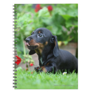 Carnet teckel miniature Lisse-haired 1