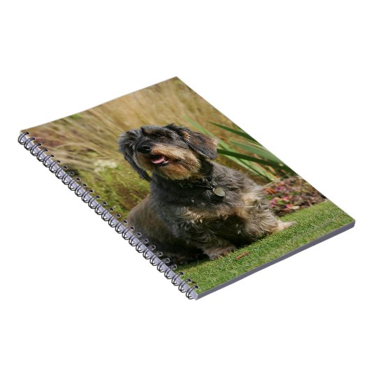 Carnet Teckel standard à poils durs (Côté Droit)