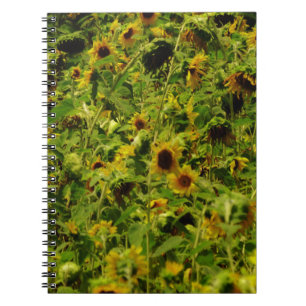 Carnet Terrain de tournesol