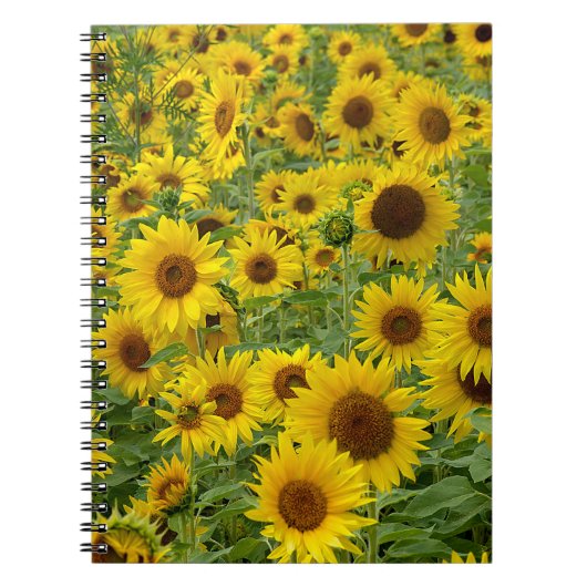 Carnet Terrain de tournesol jaune (Devant)