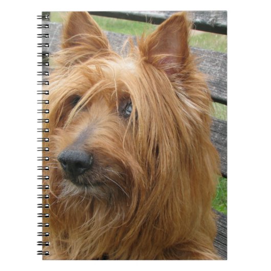 Carnet terrier australien sur banc.png (Devant)