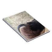 Carnet Tête de bison se couchant (Côté Droit)