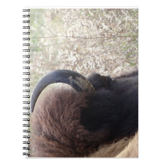 Carnet Tête de bison se couchant (Devant)