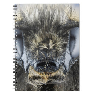 Carnet Tête de bourdon