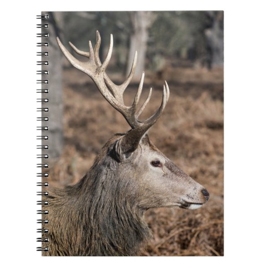 Carnet The King's Deer of Richmond Park, Londres, Royaume (Devant)