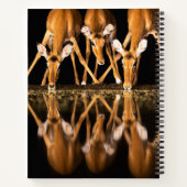 Carnet Three Impala Drink Together at Night (Dos)