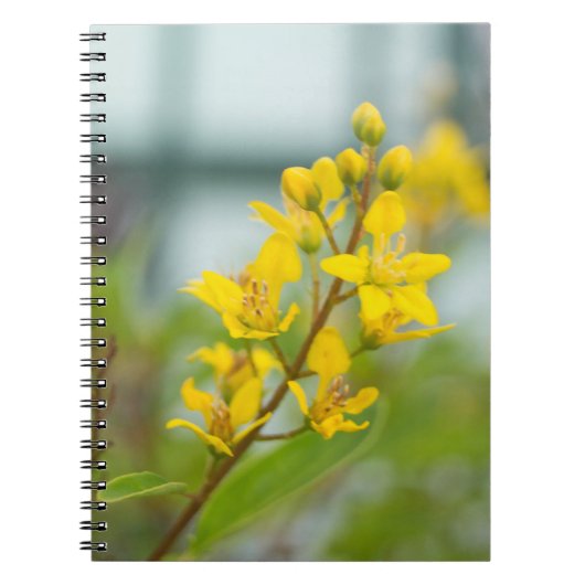 Carnet Thryallis doré (Devant)