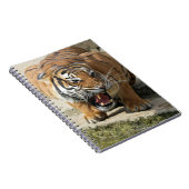 Carnet Tiger_2015_0156 (Côté Droit)