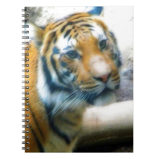 Carnet Tigre (Devant)