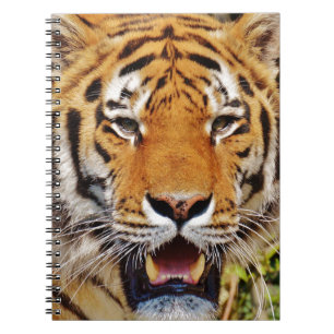Carnet Tigre