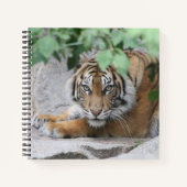 Carnet Tigre 008 (Devant)