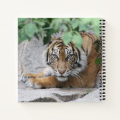 Carnet Tigre 008 (Dos)