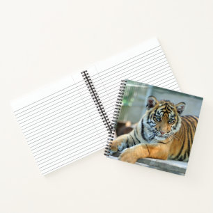 Carnet Tigre 034