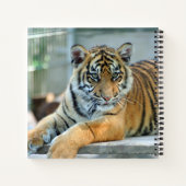 Carnet Tigre 034 (Dos)
