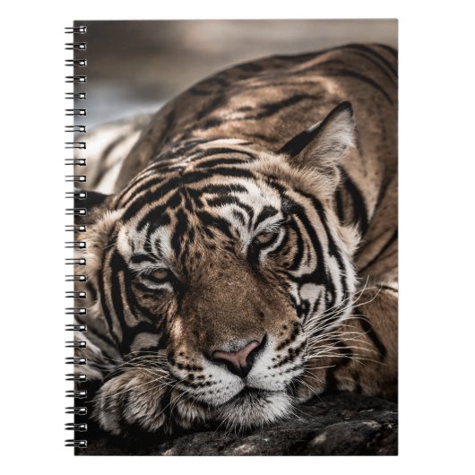 Carnet Tigre de Ranthambore : gros plan. (Devant)