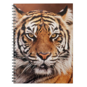 Carnet Tigre de Sumatra