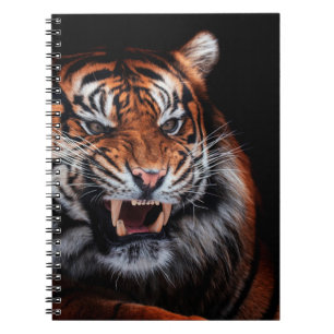 Carnet Tigre de Sumatra (Panthera tigris sumatrae) esthét