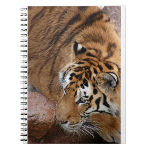 Carnet Tigre du Bengale