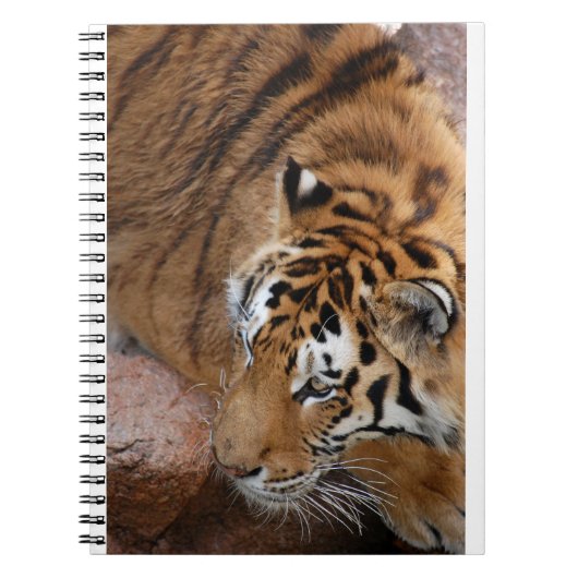 Carnet Tigre du Bengale (Devant)