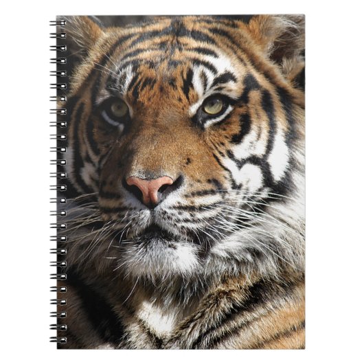 Carnet Tigre sauvage (Devant)