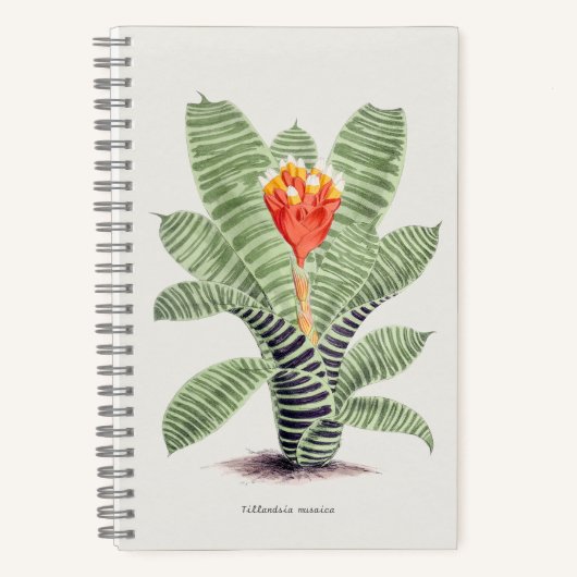 Carnet Tillandsia Musaïque (Recto)