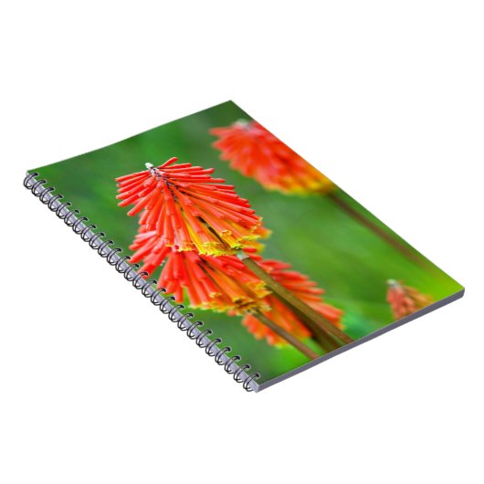 Carnet Torche Lily (Kniphofia Uvaria), Cap occidental (Côté Droit)