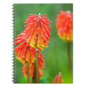 Carnet Torche Lily (Kniphofia Uvaria), Cap occidental (Devant)