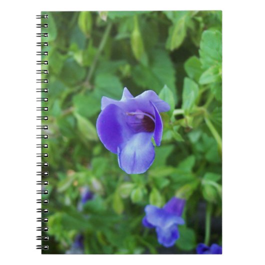 Carnet Torenia (Devant)