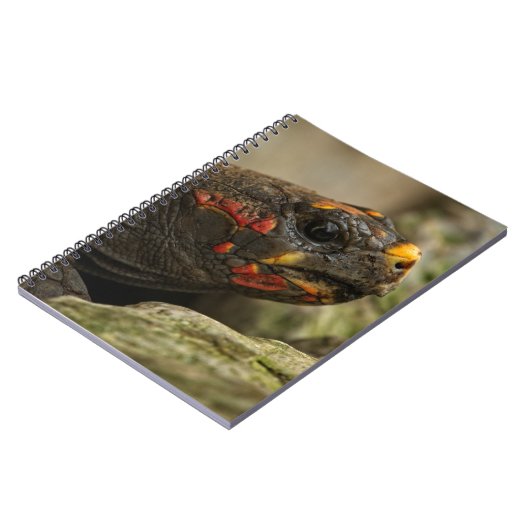 Carnet Tortue à pied rouge (Côté gauche)