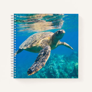 Carnet Tortue de mer