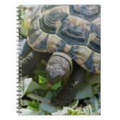 Carnet Tortue mignonne (Devant)