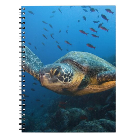 Carnet Tortue noire (verte) (Chelonia agassizi) (Devant)