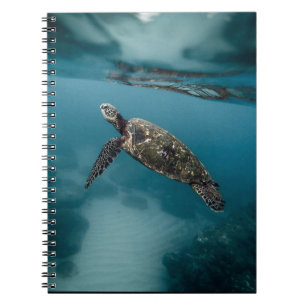 Carnet Tortues de mer et reptiles Animaux sauvages Photog