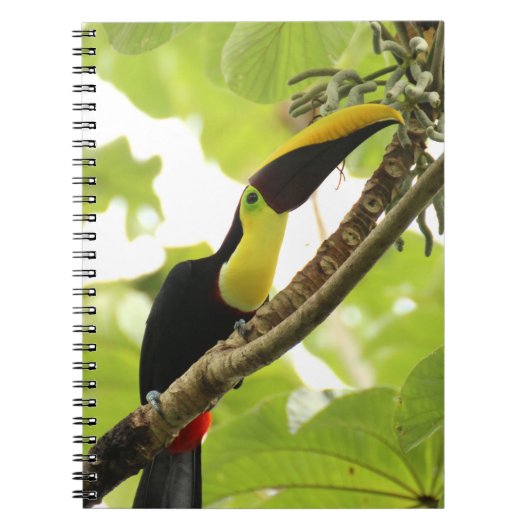Carnet Toucan de Swainson Oiseau Exotique (Devant)