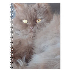Carnet tourbillon de chats