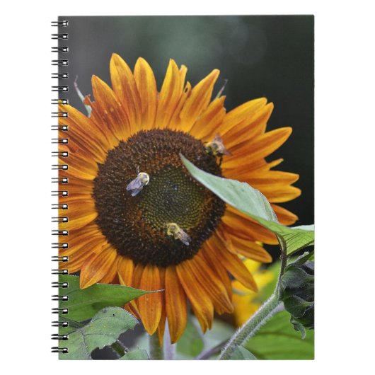 Carnet tournesol (Devant)