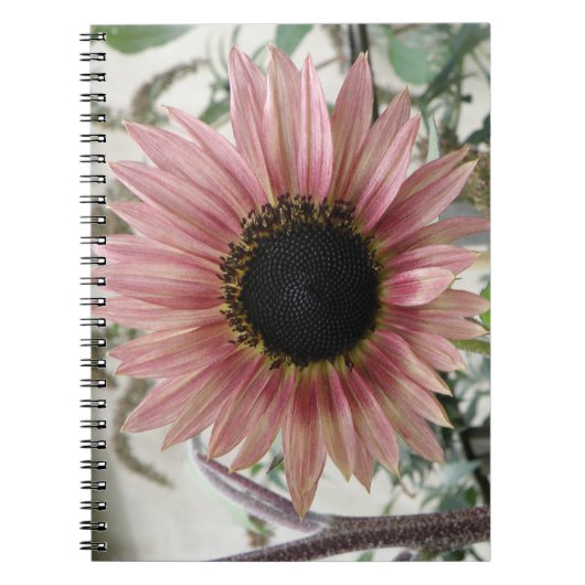 Carnet Tournesol rose pâle (Devant)