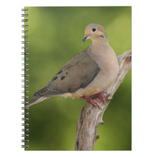 Carnet Tourterelle triste, Zenaida macroura